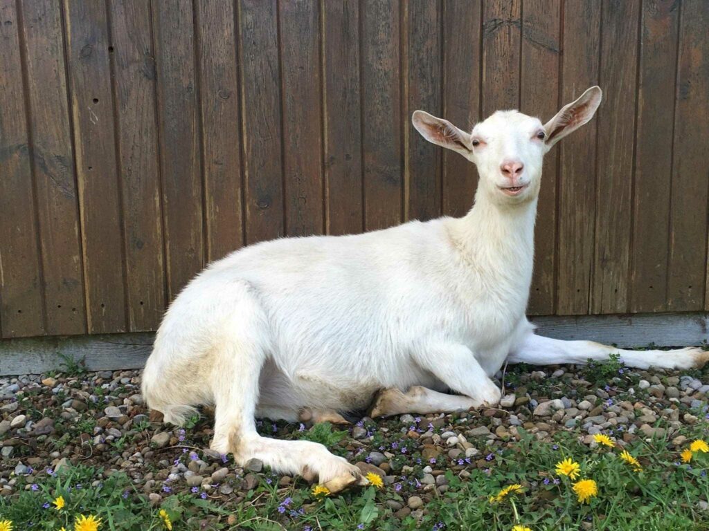 white goat sitting in front of a brown background surrounded by grass and dandelions